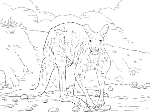 Red Kangaroo Coloring Page